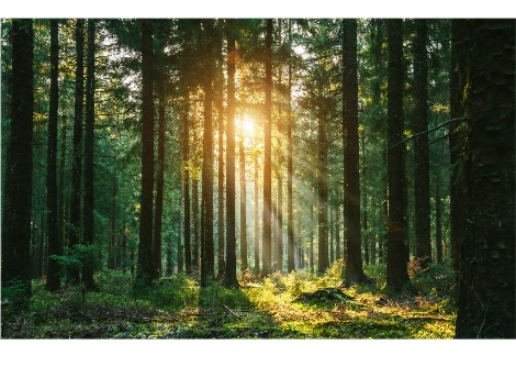 قد تكون الغابات بمثابة أجهزة كشف ضخمة للنيوترينو