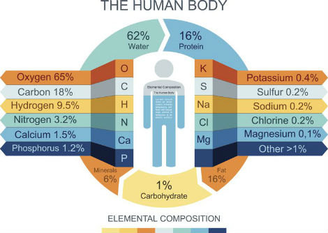 التكوين الأوّلي للجسم البشري