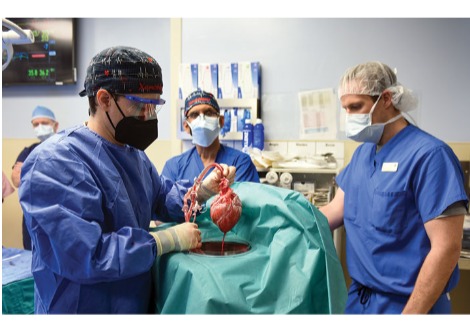 إليك كيفية أجراء العلماء لأول عملية زرع قلب من خنزير إلى إنسان
