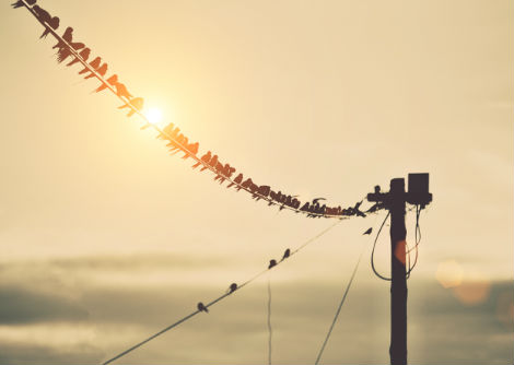 كيف تقف العصافير على الأسلاك الكهربائيّة دون أن تصاب بصدمة كهربائيّة؟