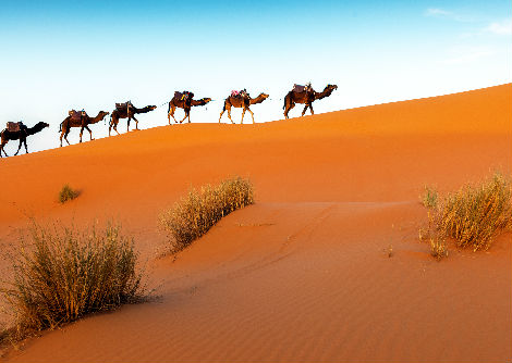 كيف تحتمل حيوانات الصحراء فترات الجفاف الطويلة دون تناول المياه؟