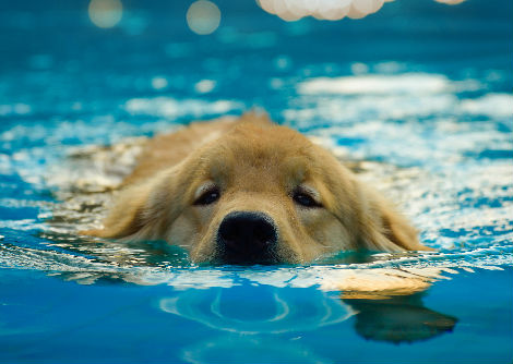 كيف تسبح الكلاب دون تلقّي التدريب اللازم؟