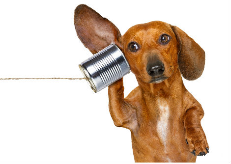 لماذا تستطيع الكلاب سماع أصوات لا يسمعها البشر؟