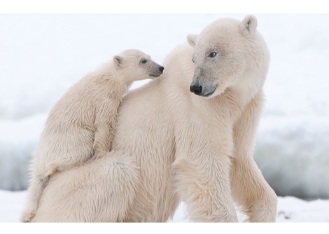 عشر حقائق عن الدببة القطبية!