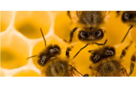 لماذا ينتج النحل العسل؟