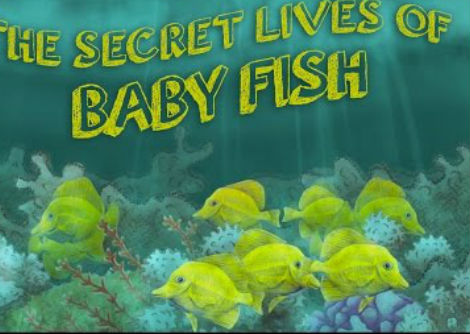 حياة الأسماك الصغيرة سرية - ايمي ماكديرموت