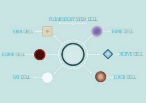 ما هي الخلايا الجذعية - كريغ أ. كوهين