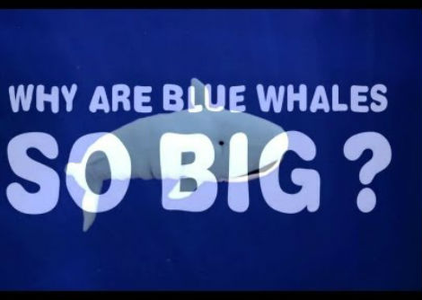 لماذا الحيتان الزرقاء هائلة جدا - آشا دي فوس