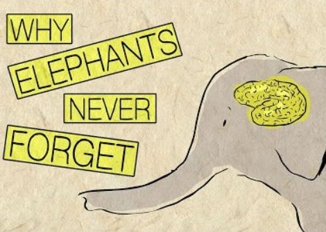 لماذا لا تنسى الفيلة