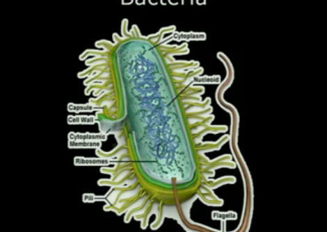 كيف تتحدث البكتيريا