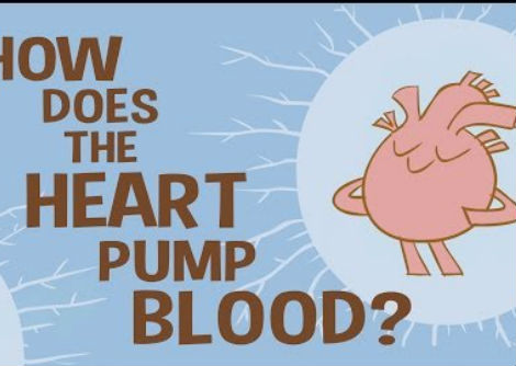 كيف يضخ القلب الدم  - ادمون هوى