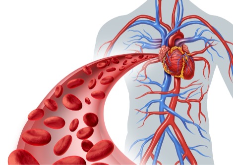حقائق مثيرة حول نظام الدورة الدموية