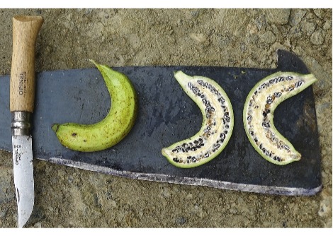 الباحثون يستخدمون الموز للتفتيش على الأصل المعقد لهذه الفاكهة