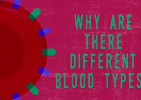 لماذا فصائل الدم مهمة