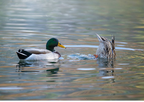 لماذا يقوم البط بتغطيس رأسه في الماء؟