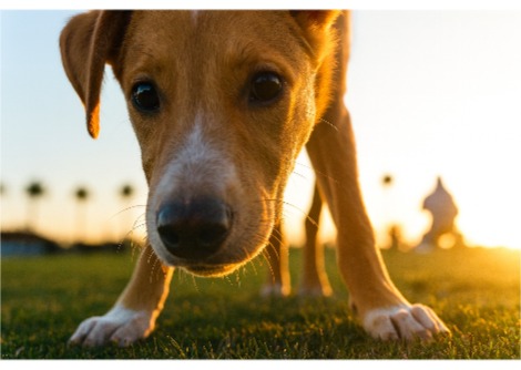 قد تقرأ مزاج كلبك بشكل خاطئ