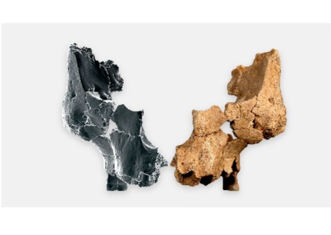  عظام عمرها 1.4 مليون عام تُعمّق لغز من وصل إلى أوروبا أولاً