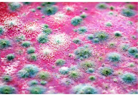 هل تُسبب المبيدات الحشرية الوباء القادم؟ خبراء يحذرون من البكتيريا الفطرية المقاومة للمضادات الحيوية