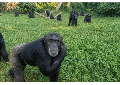  الشمبانزي يُذهل علماء الأحياء بتفكيره العقلاني