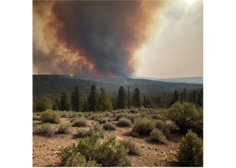 حرائق الغابات واستخدام الأسمدة الزراعية يؤديان إلى تفاقم تلوث الأوزون