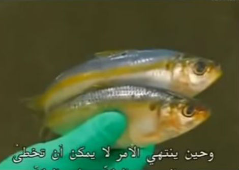 كيف يصنع السردين
