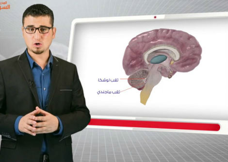 4- منشأ و أقسام الجهاز العصبي - الجزء الثاني - الثالث الثانوي