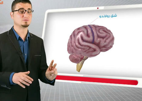 6- الجهاز العصبي المركزي - الجزء الأول - الثالث الثانوي 