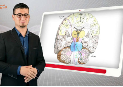 8- الجهاز العصبي المركزي - الجزء الثالث - الثالث الثانوي