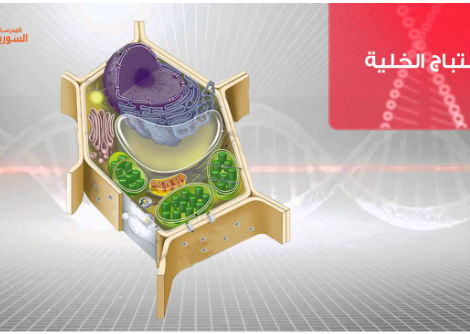 25 - مواد التنسيق الكيميائي لدى النبات - الجزء الأول - الثالث الثانوي