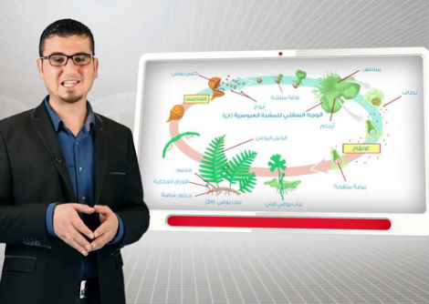 التكاثر الجنسي لدى النباتات الوعائية اللازهرية - الثالث الثانوي 