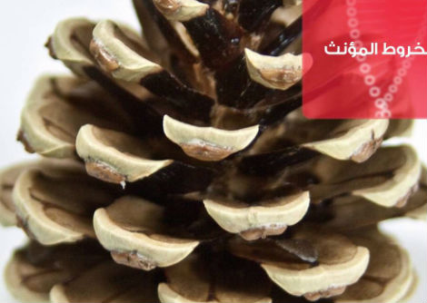 42 - التكاثر الجنسي لدى النباتات الوعائية الزهرية - الثالث الثانوي 