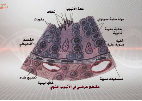 45 - مراحل تشكل النطاف - الثالث الثانوي 