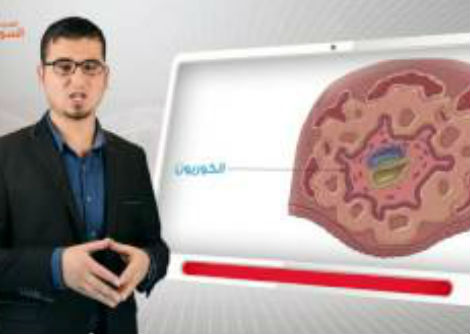 51 - التكاثر الجنسي لدى الإنسان -التنامي الجنيني - الجزء الثاني - الثالث الثانوي