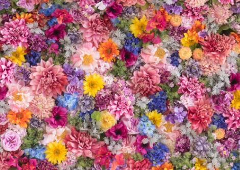 ما هو السبب وراء كون الزهور مختلفة الألوان؟