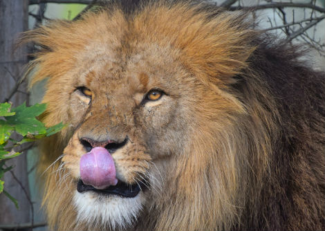لماذا يمتلك الأسد والقطط ألسنة خشنة؟