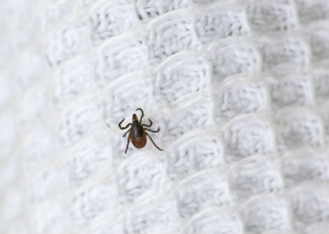 لماذا يقوم العثّ بقضم ملابسنا؟