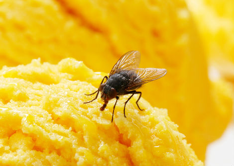 لماذا يقوم الذباب بحكّ قدميه معاً؟