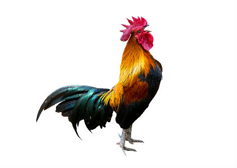 لماذا يصيح الديك باكرا؟