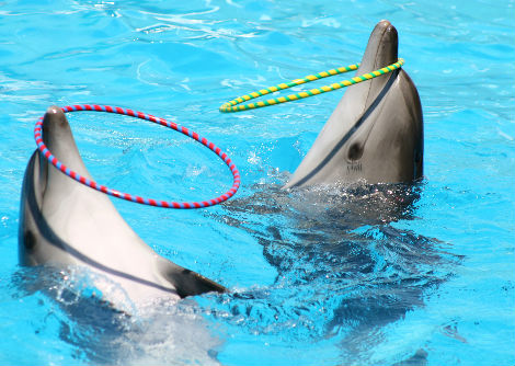 لماذا يسهل تدريب الدلافين؟