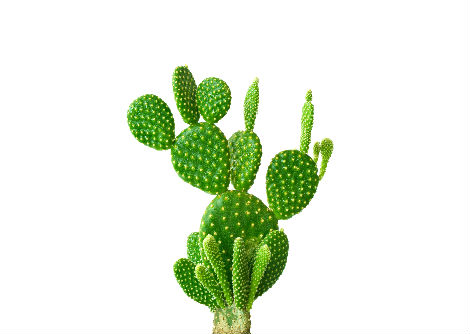 لماذا لا يمتلك الصبار أوراقاً؟