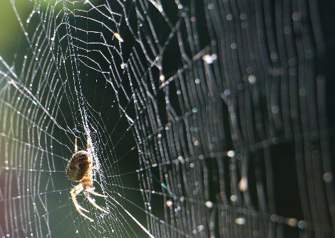 لماذا لا تعلق العناكب بشباكها الخاصة؟