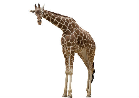 لماذا رقبة الزرافة طويلة؟