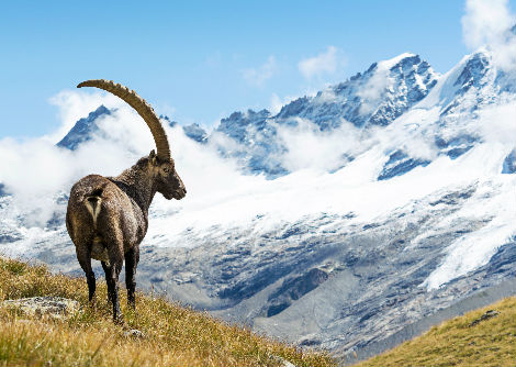 كيف تقوم ذكور كباش الجبال الصخرية بمقاتلة أحدها الآخر؟