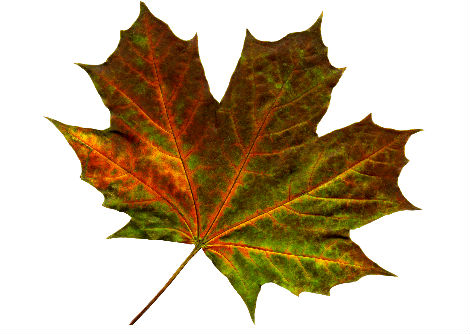 لماذا تتغيّر ألوان الأوراق وتتساقط في الخريف؟