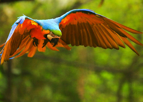 لماذا تمتلك بعض الطيور ريشاً بألوان مشرقة؟