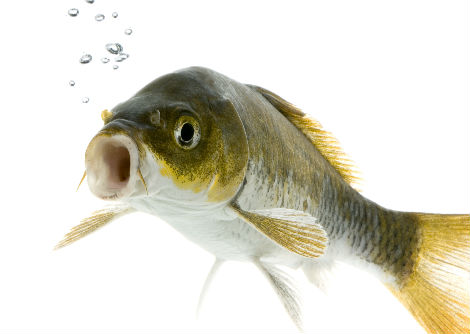 كيف تتنفّس الأسماك؟