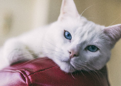 كيف تخرخر القطط ولماذا؟