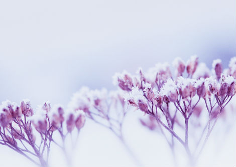 كيف تزهر الأزهار في الثلوج؟