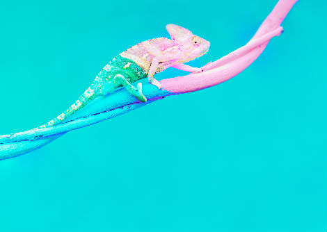 كيف ولماذا تغيّر الحرباء والأنول ألوانها؟