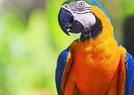 كيف يتكلّم الببغاء؟